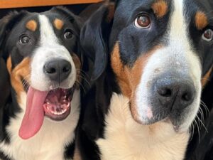 Grote zwitserse sennenhond