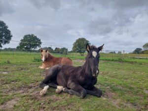 dieren 01