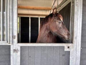 dieren 02