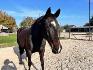 dieren 06
