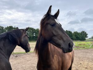dieren 13