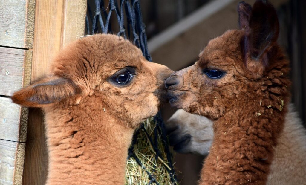alpaca alpaca